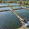 aquaculture dosing pump application cover