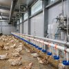 cheonsei livestock drinking water dosing cover